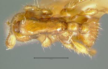 Media type: image;   Entomology 20276 Aspect: habitus dorsal view